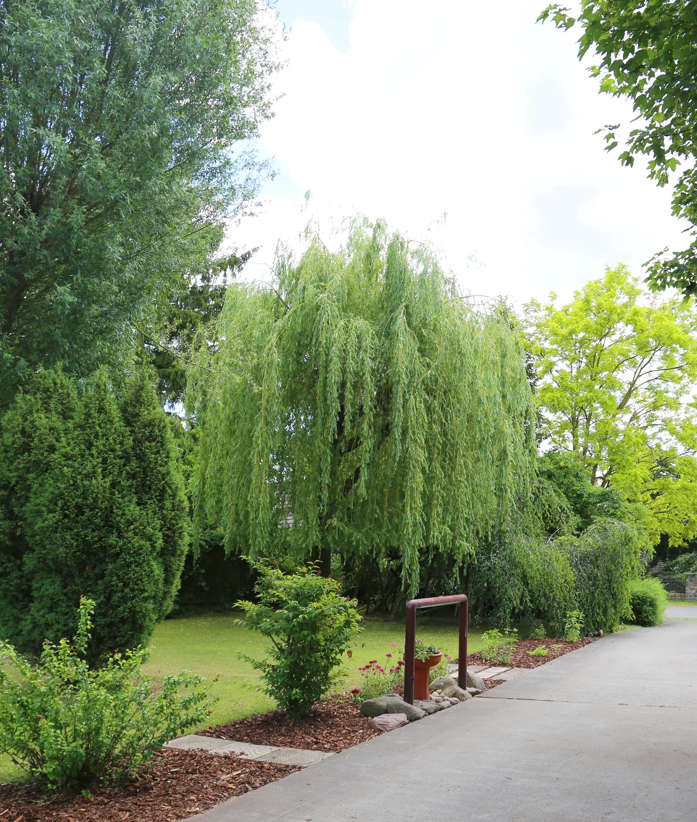 Grüner Garten mit großer Trauerweide