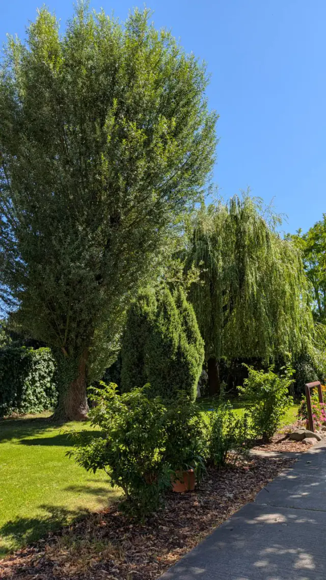 Ścieżka ogrodowa pod dużą wierzbą przy Landhaus Neu Golm