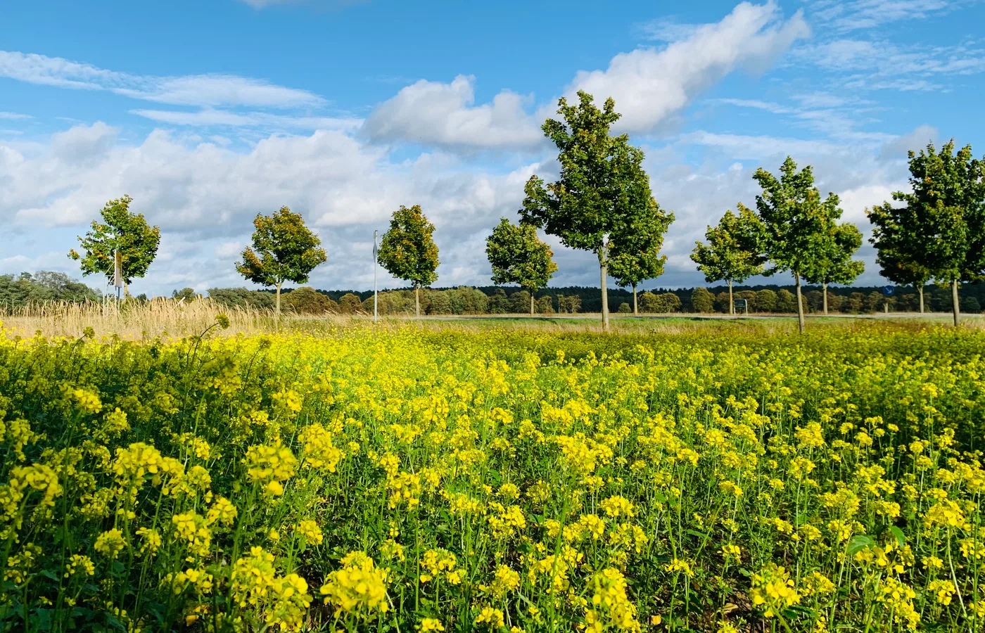 Weites gelbes Feld unter märkischem Himmel