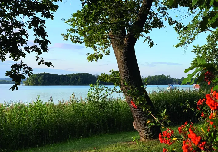 Scharmützelsee zwischen alten Bäumen und roten Beeren