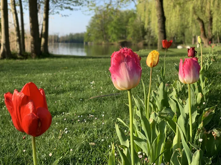 Bunte Tulpen am grünen Ufer des Scharmützelsees